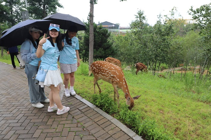 Deer encounter